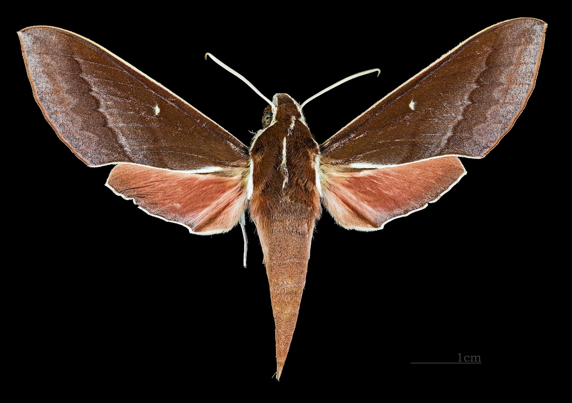Theretra pallicosta MHNT CUT 2010 0 45 female Chiang Mai, Thailand dorsal